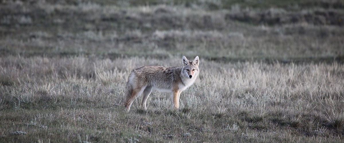 coyote standing in prairie grass